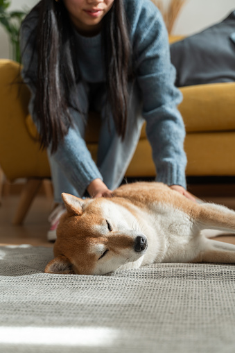 Cozy scene of a young woman gently stroking her resting shiba inu on a comfortable living room rug