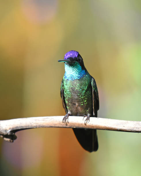 istock Birds of Costa Rica: Talamanca Hummingbird (Eugenes spectabilis) 2147696416