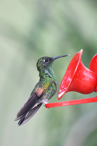 The stripe-tailed hummingbird forages for nectar at all levels of the forest, but most often in the canopy. Both species forage lower at edges and in clearings, but only females are regular in the understory. Males often aggressively defend patches of flowers. It feeds on a wide variety of flowering plants.