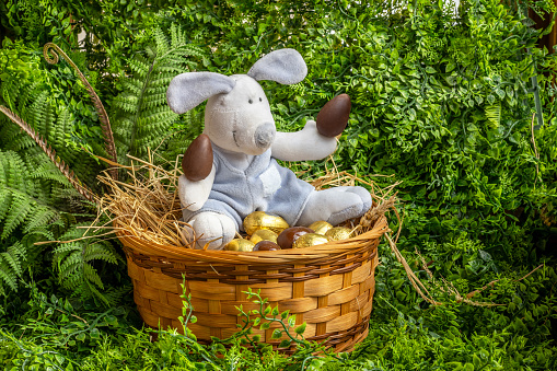 A toy plush rabbit sits in a basket with chocolate eggs wrapped in gold foil
