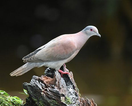 The pale-vented pigeon is common at forest edges, riverbanks, and other partially open areas with some trees. It feeds mainly on small fruits, berries and seed. This is a fairly solitary bird, but may form small flocks at drinking areas.