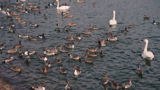 Duck and bird at Inawashiro lake, Fukushima, Japan