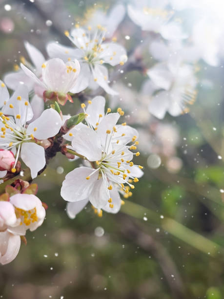istock White flowers of an cherry tree in sun lights. 2147696765