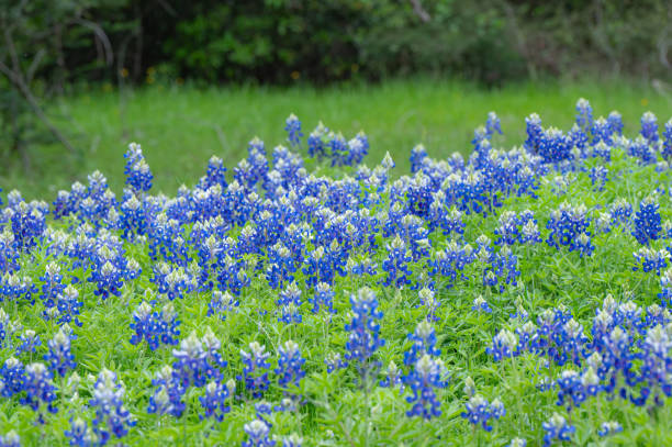 istock Bright blue wildflowers in a Texas meadow in March. 2147696858