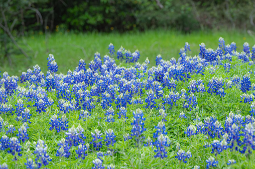 A spring patch of vibrant Texas bluebonnets, Lupinus texensis.