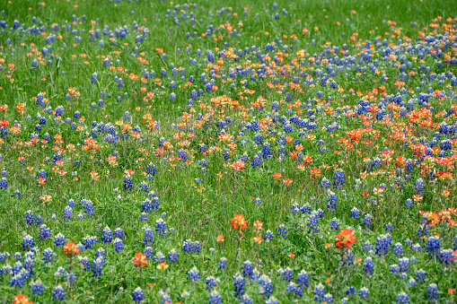 Indian paintbrush and Texas bluebonnets in a vibrant green field in March.