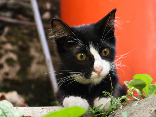 istock Cute tuxedo cat sitting and looking to other direction 2147696884