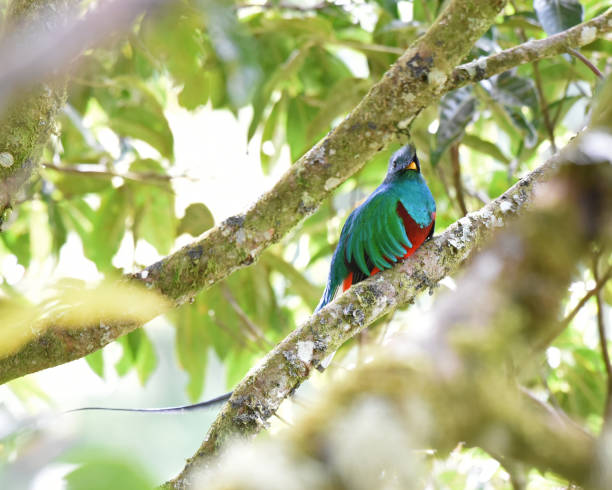 istock Birds of Costa Rica: Male Resplendent Quetzal (Pharomachrus mocinno) 2147696911