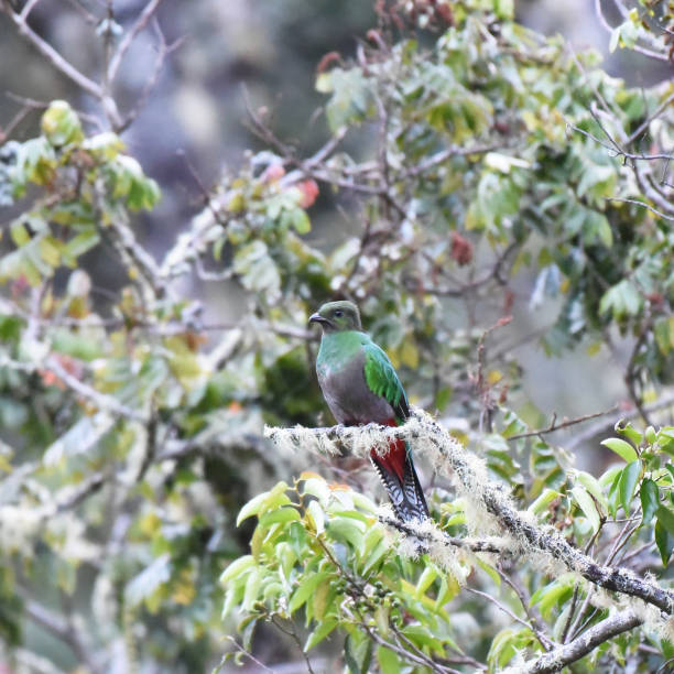 istock Birds of Costa Rica: Female Resplendent Quetzal (Pharomachrus mocinno) 2147696925