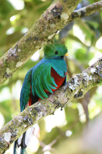 The resplendent quetzal (Pharomachrus mocinno) is a small bird found in Central America and southern Mexico that lives in tropical forests, particularly montane cloud forests. The species is well known for its colorful and complex plumage that differs substantially between sexes. Males have iridescent green plumes, a red lower breast and belly, black innerwings and a white undertail, whilst females are duller and have a shorter tail.