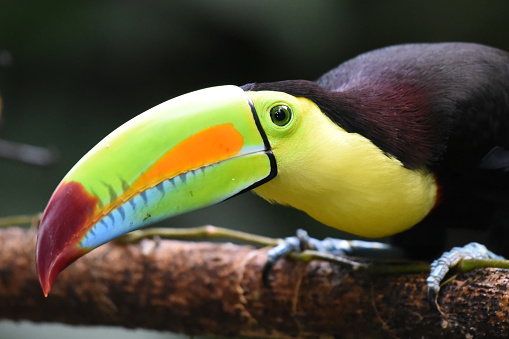 The keel-billed toucan, also known as sulfur-breasted toucan, keel toucan, or rainbow-billed toucan, is a colorful Latin American member of the toucan family. It is the national bird of Belize. The species is found in tropical jungles from southern Mexico to Ecuador. It is an omnivorous forest bird that feeds on fruits, seeds, insects, invertebrates, lizards, snakes, and small birds and their eggs.