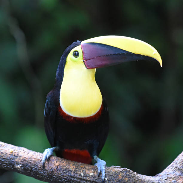 istock Birds of Costa Rica: Black-mandibled or Chestnut-mandibled Toucan (Ramphastos ambiguus) 2147697053
