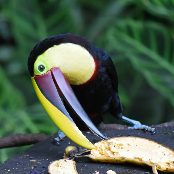 The chestnut-mandibled toucan is a resident breeder in moist lowland forest. Small flocks, usually consisting of 3–12 birds, move through the forest with an undulating flight, rarely travelling more than 100m at a time. This species is primarily an arboreal fruit-eater, but will also take insects, lizards, eggs, and frogs.