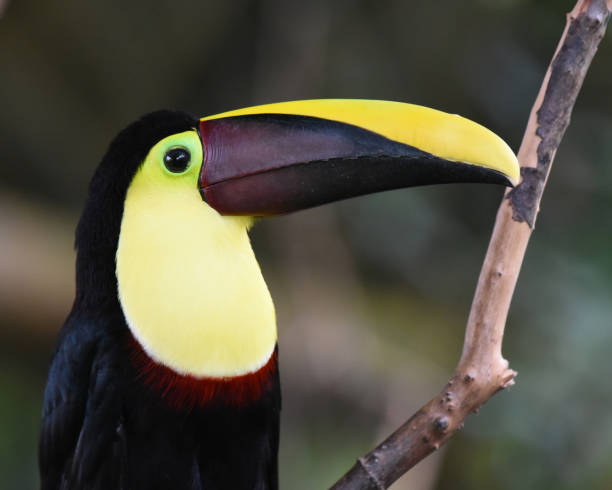istock Birds of Costa Rica: Black-mandibled or Chestnut-mandibled Toucan (Ramphastos ambiguus) 2147697056