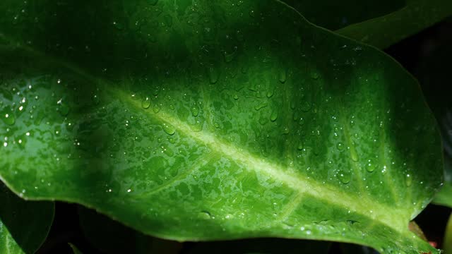 Fresh green leaf with water droplets close-up, illustrating concept of nature