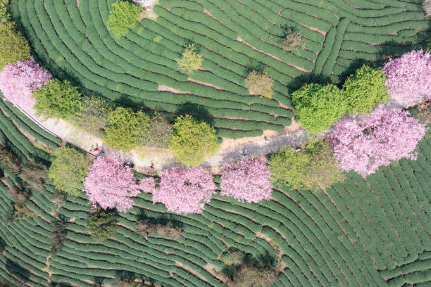 istock Cherry blossoms blooming along the tea plantation road 2147697239