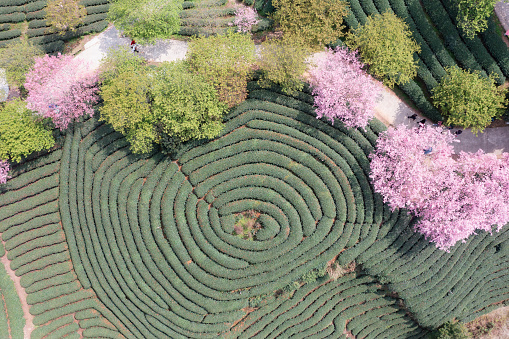 Harmony between nature and humanity: A high-angle bird's-eye view of tea garden terraces and cherry blossoms shows the harmonious coexistence of natural landscape and human farming, integrating natural beauty with farming culture