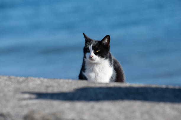 милый кошачий взгляд - undomesticated cat pets animal watching стоковые фото и изображения