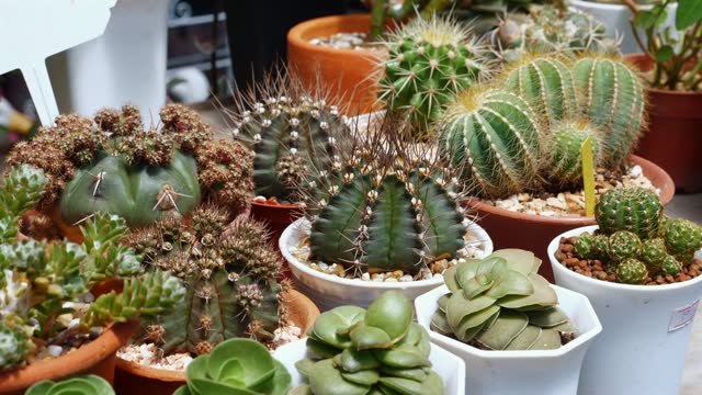 Assorted cacti and succulent plants in terracotta pots for home decoration.