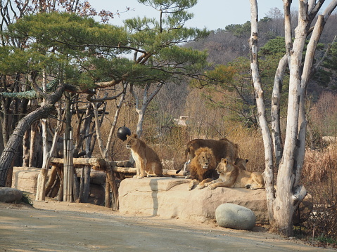 Pair of white lions in zoo