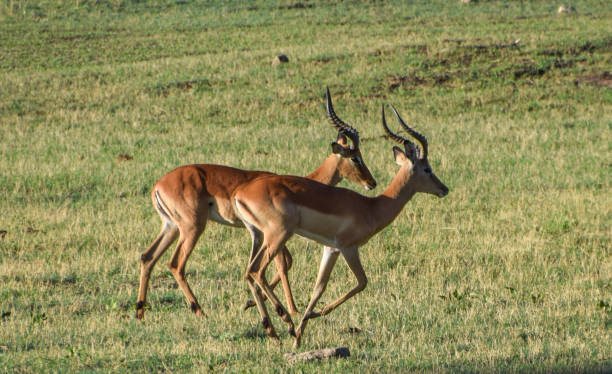 istock Impala antelopes in a nature reserve in Zimbabwe 2147697417