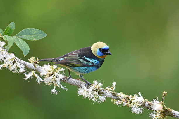 istock Birds of Costa Rica: Golden-hooded Tanager (Tangara larvata) 2147697494