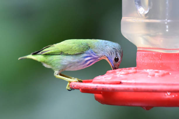 The shining honeycreeper (Cyanerpes lucidus) is a small bird in the tanager family. It is found in the tropical New World in Central America from southern Mexico to Panama and northwest Colombia. The male is purple-blue with black wings, tail and throat, and bright yellow legs. The female has green upperparts, a greenish-blue head, buff throat and buff-streaked bluish underparts.