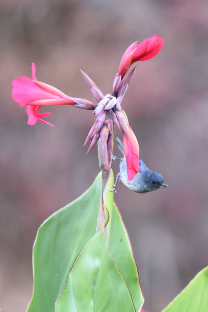 istock Birds of Costa Rica: Slaty Flowerpiercer (Diglossa plumbea) 2147697530