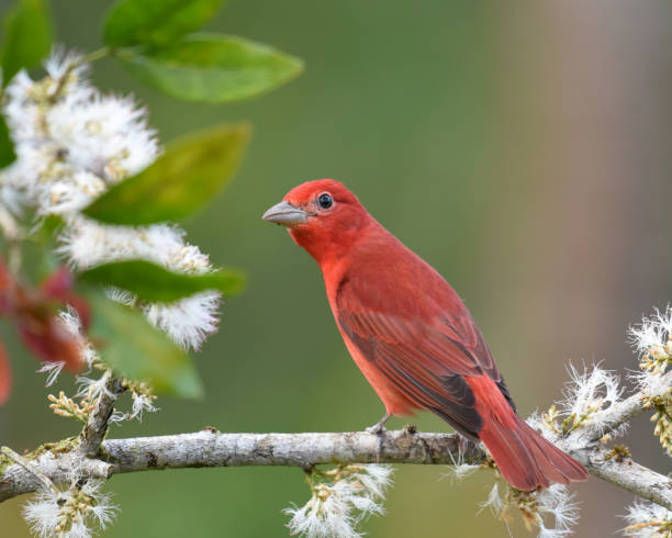 istock Male Summer Tanager (Piranga rubra) sitting on a flowery branch 2147697875