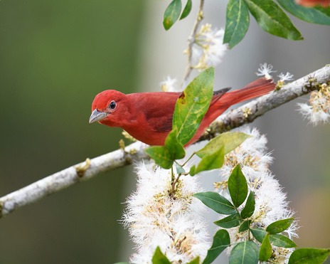 Adult males are rose red and similar in appearance to the hepatic tanager, although the latter has a dark bill; females are orangish on the underparts and olive on top, with olive-brown wings and tail. As with all other birds, all red and orange colorations are acquired through their diet.