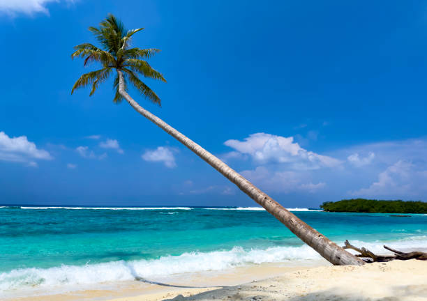 Banner travel with summertime with palm tree and Tropical beach with blue of seashore background
