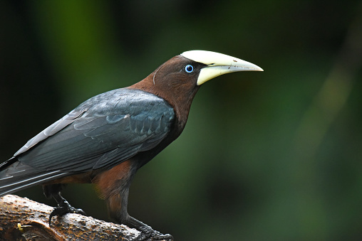 Adult males are mainly black with a chestnut head and rump and a tail which is bright yellow apart from two dark central feathers. The iris is blue and the long bill is whitish. Females are similar, but smaller and duller than males. The chestnut-headed oropendola inhabits forest canopy, edges and old plantations. It is a quite common bird in parts of its range, seen in small flocks foraging in trees for large insects, fruit and berries.