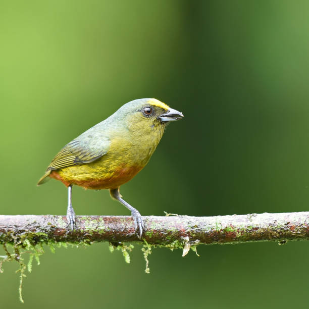 istock Birds of Costa Rica: Male Olive-backed Euphonia (Euphonia gouldi) 2147697954
