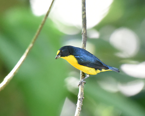 This finch is a small bird with pointed wings and a short bill and short tail. Males of this species have dark glossy blue-black upperparts excluding a yellow forecrown, and bright yellow underparts. The yellow-throated euphonia is a frugivore that feeds primarily on mistletoe berries, which it swallows whole, and has also been observed feeding on figs and ripe bananas.