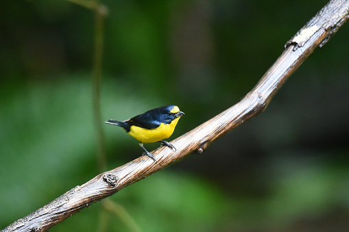 This finch is a small bird with pointed wings and a short bill and short tail. Males of this species have dark glossy blue-black upperparts excluding a yellow forecrown, and bright yellow underparts. The yellow-throated euphonia is a frugivore that feeds primarily on mistletoe berries, which it swallows whole, and has also been observed feeding on figs and ripe bananas.