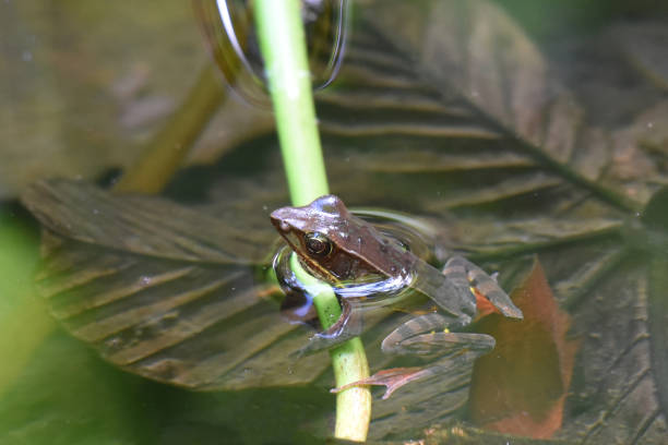 istock Smoky jungle frog in a pond (Leptodactylus pentadactylus) 2147697995