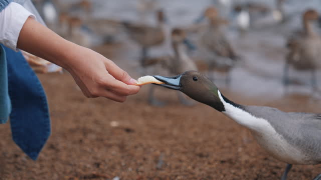 Close up hand feeding duck