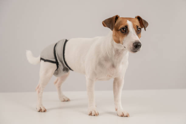 istock Cute dog wearing menstrual panties on a white background. Reusable diaper. 2147698140