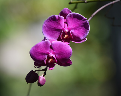Phalaenopsis also known as moth orchids, is a genus of about seventy species of plants in the family Orchidaceae. The plant in this image is a subspecies and possibly a cultivar.