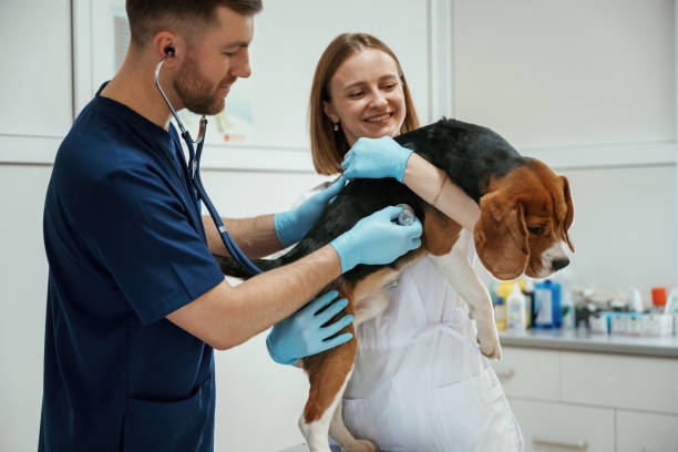 istock Professional workers. Two veterinarians are with beagle dog in clinic 2147698450