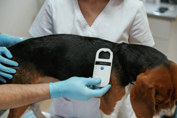 istock Searching for tag by using special equipment. Two veterinarians are working with beagle dog in clinic 2147698631