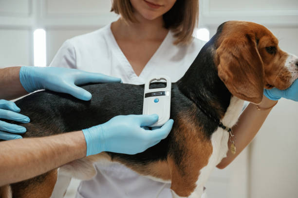 istock Searching for tag by using special equipment. Two veterinarians are working with beagle dog in clinic 2147698632