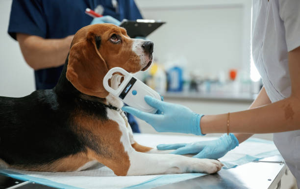 Close up view, animal is on the table. Two veterinarians are working with beagle dog in clinic Close up view, animal is on the table. Two veterinarians are working with beagle dog in clinic. blue beagle stock pictures, royalty-free photos & images