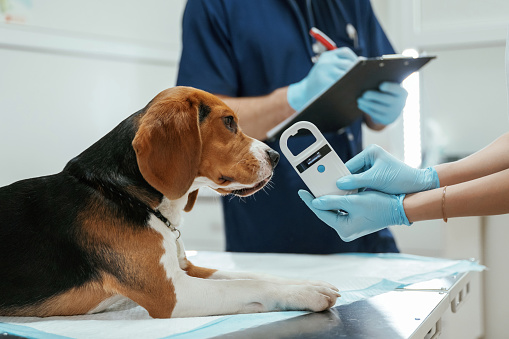 White modern device for searching tags. Two veterinarians are working with beagle dog in clinic.