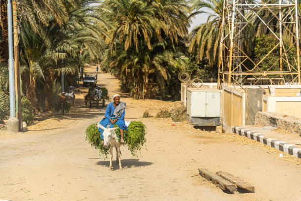 Luxor, Egypt - April 10, 2023 Farmers returning from fields with donkey cart and sugar cane, Edfu, Egypt