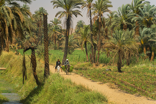 Luxor, Egypt - April 10, 2023 Farmers returning from fields with donkey cart and sugar cane, Edfu, Egypt