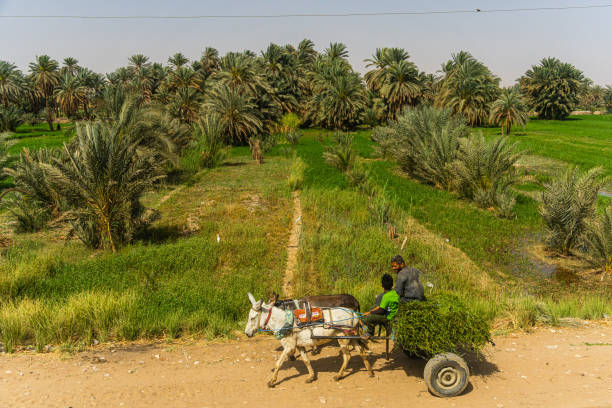 Luxor, Egypt - April 10, 2023 Farmers returning from fields with donkey cart and sugar cane, Edfu, Egypt