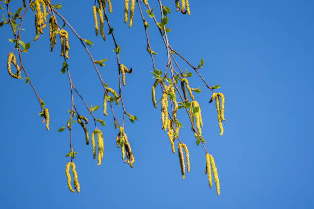 Close-up photo of birch tree buds over blue sky background