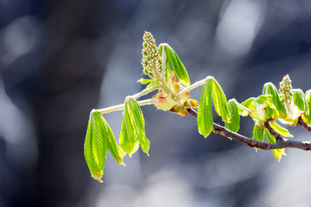 Bud and fresh green leaves of a chestnut tree on a sunny spring day. Castanea, close-up photo with selective soft focus