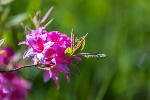 Pink flowers of Rhododendron indicum, macro photo with selective soft focus